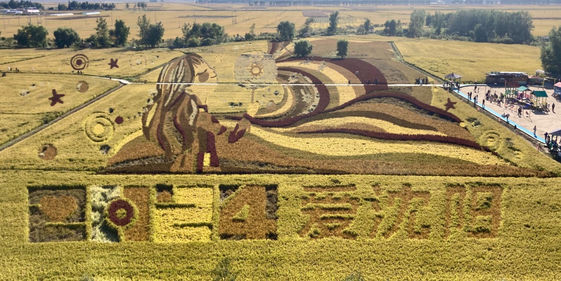 “2024愛沈陽”稻田畫。人民網記者 孝媛攝